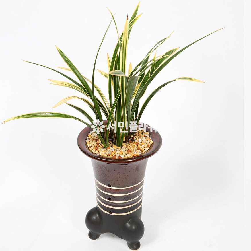 상세이미지