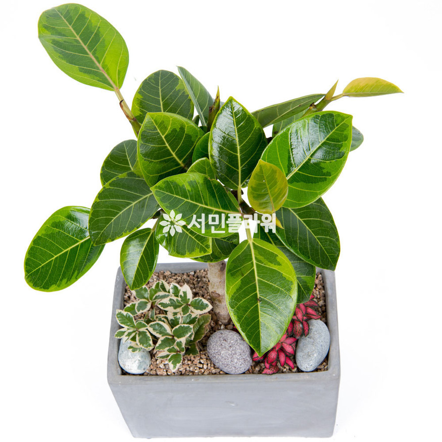 상세이미지