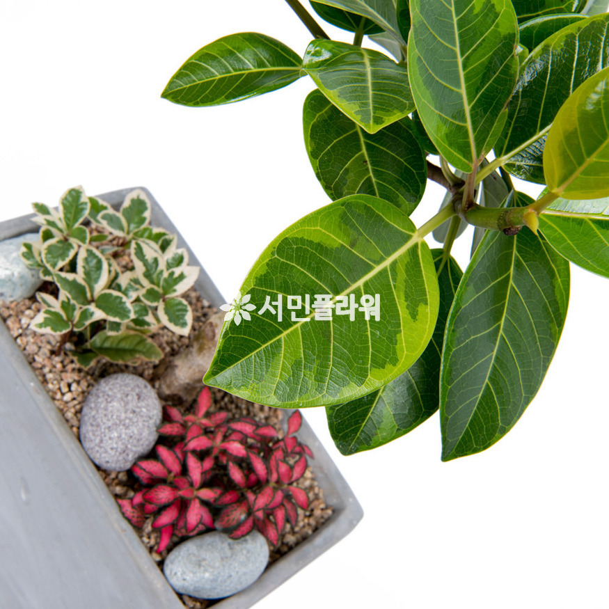 상세이미지
