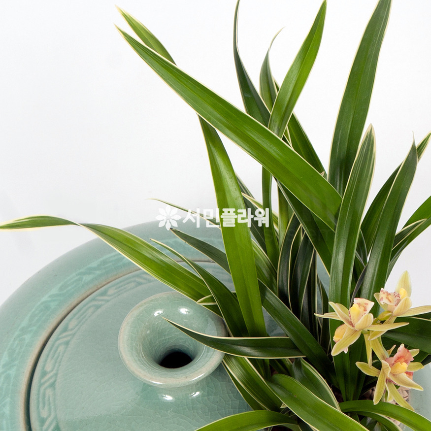 상세이미지