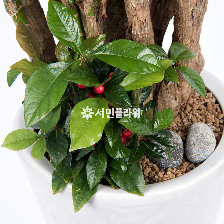 상세이미지