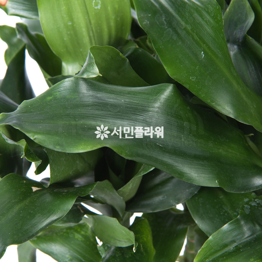 상세이미지