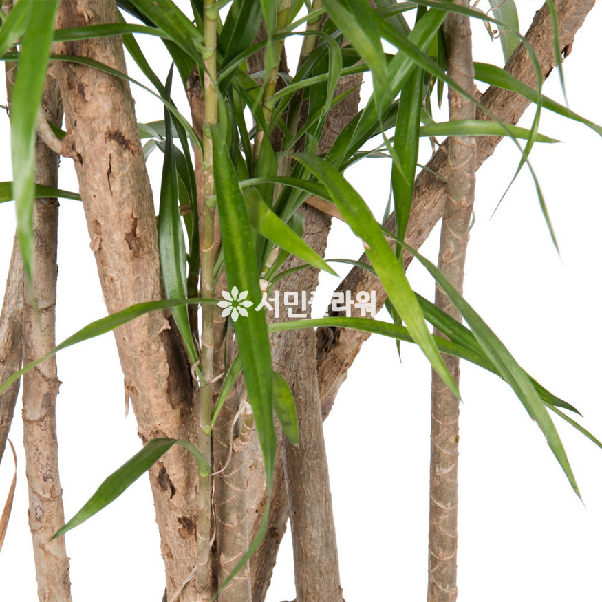 상세이미지