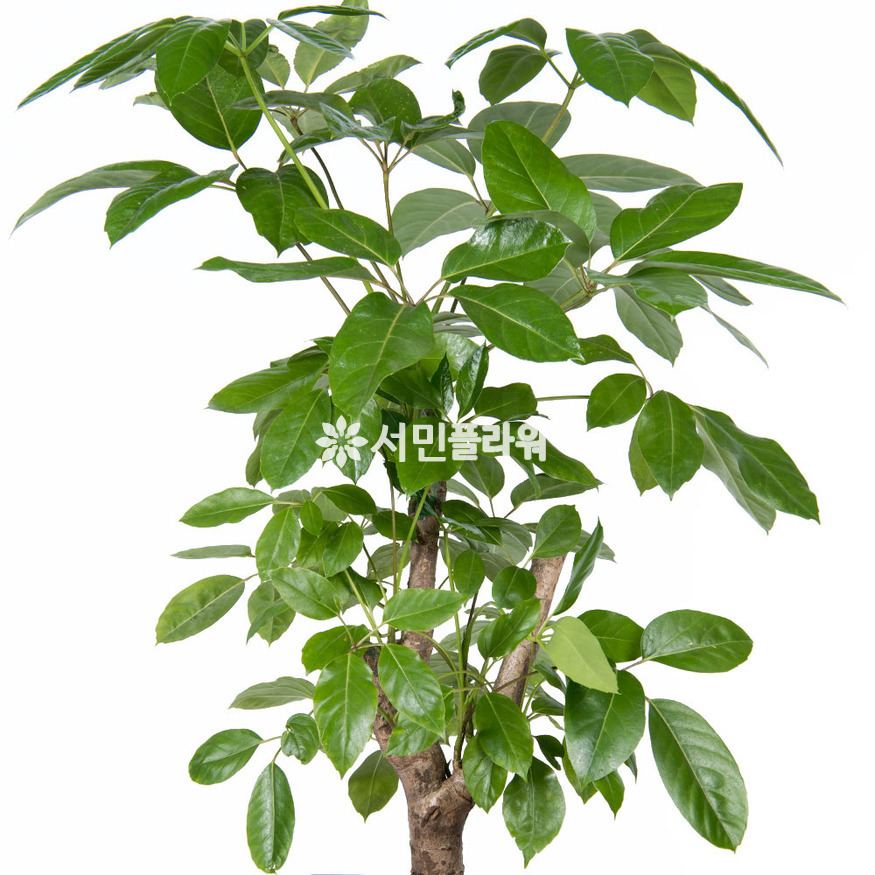 상세이미지