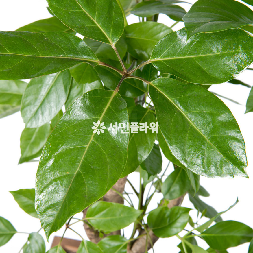 상세이미지