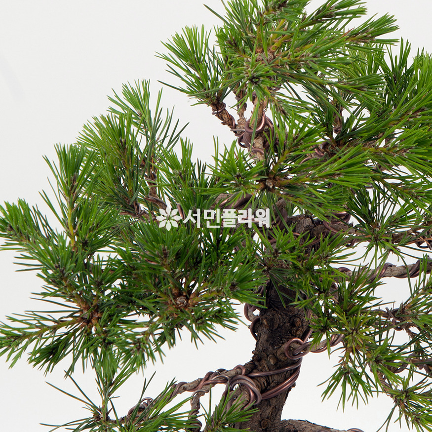 상세이미지