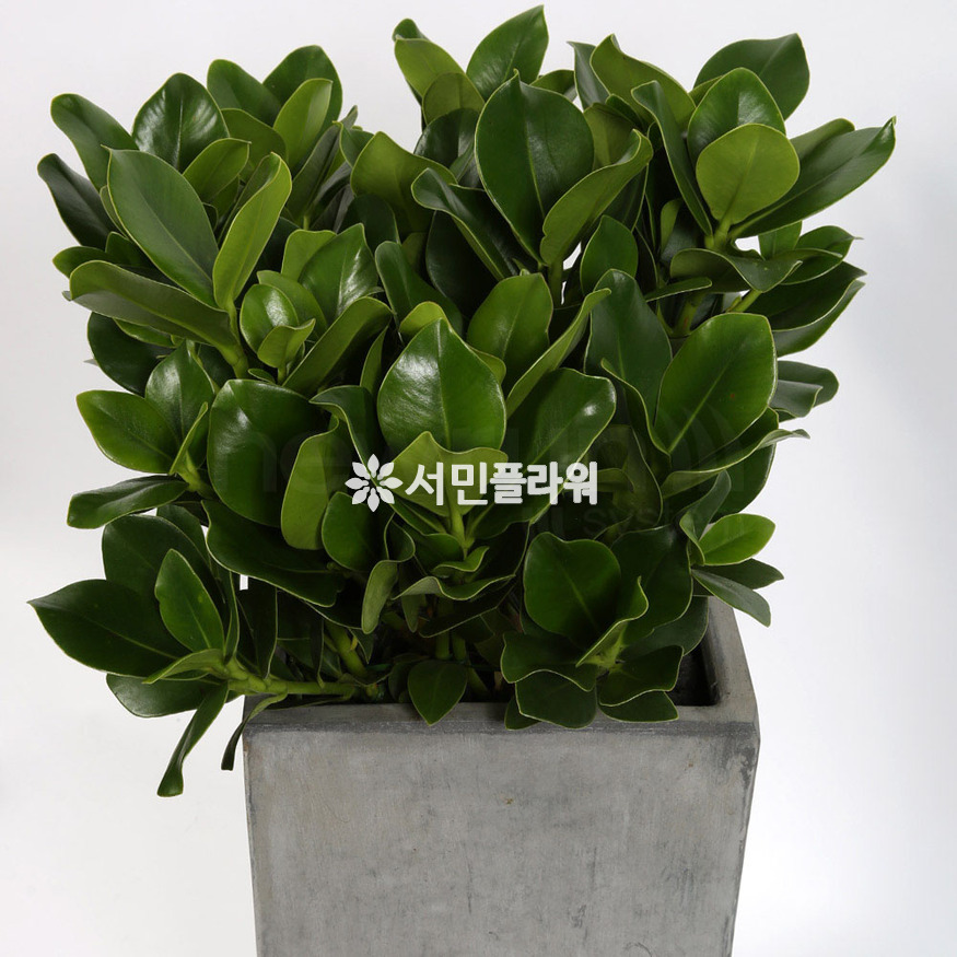상세이미지