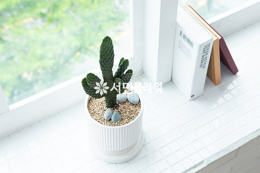 상세이미지