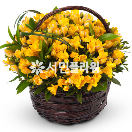 후리지아혼합바구니