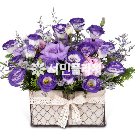 보라빛 향기~