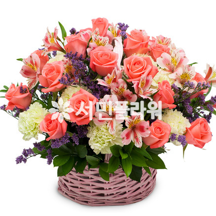 로즈 19호