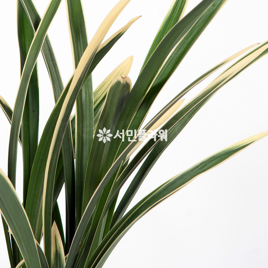 상세이미지