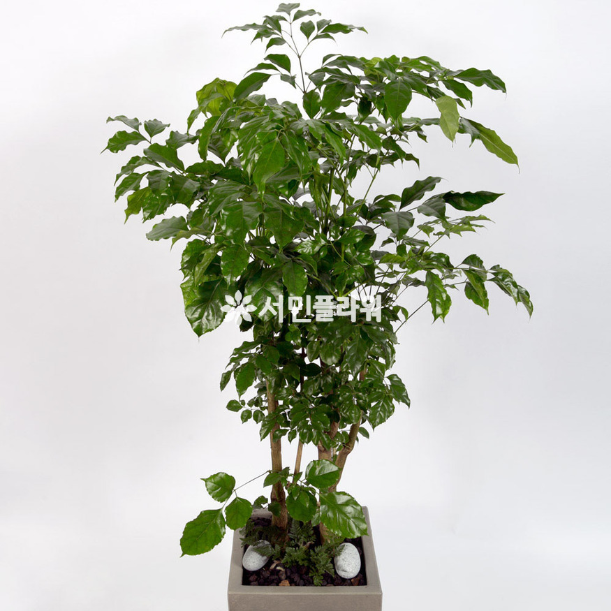 상세이미지