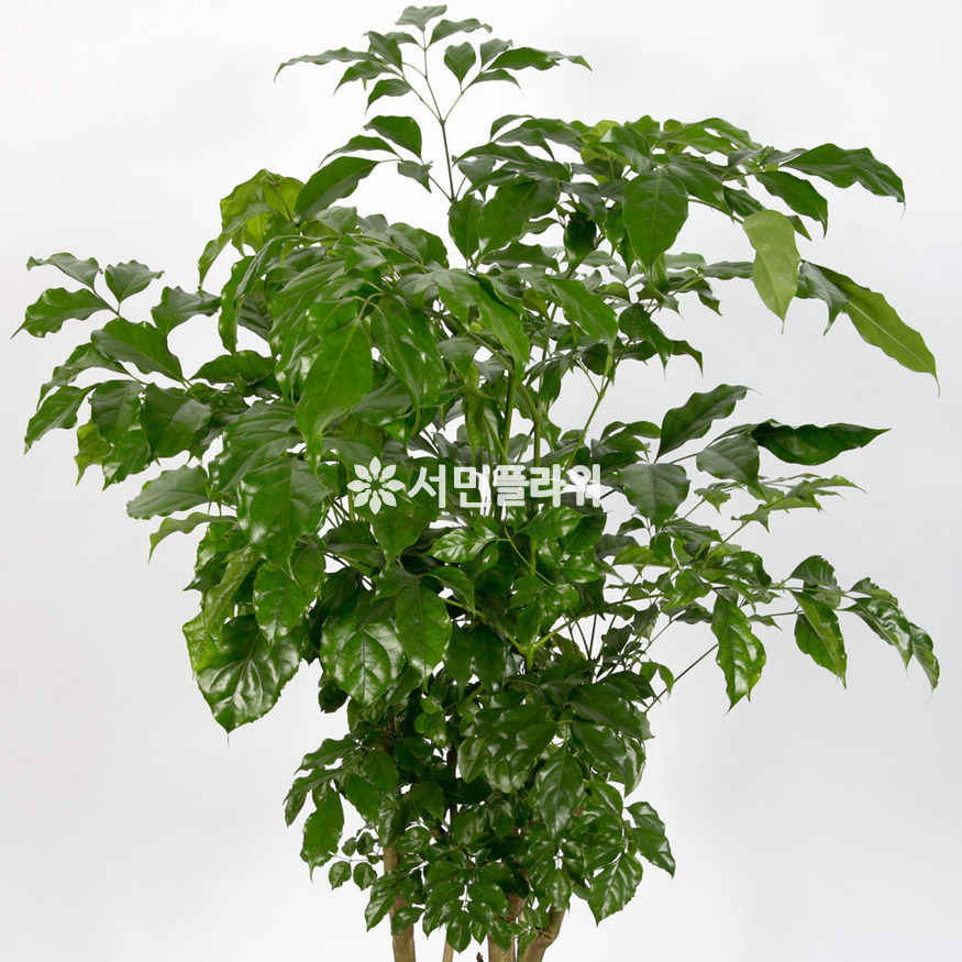 상세이미지