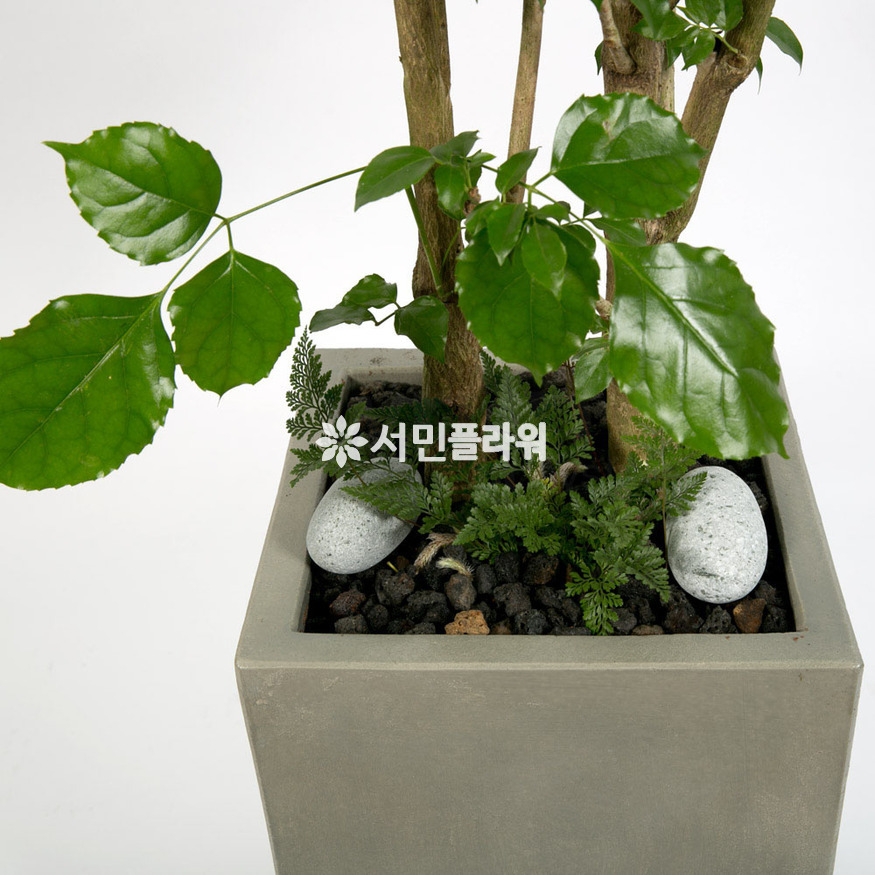 상세이미지