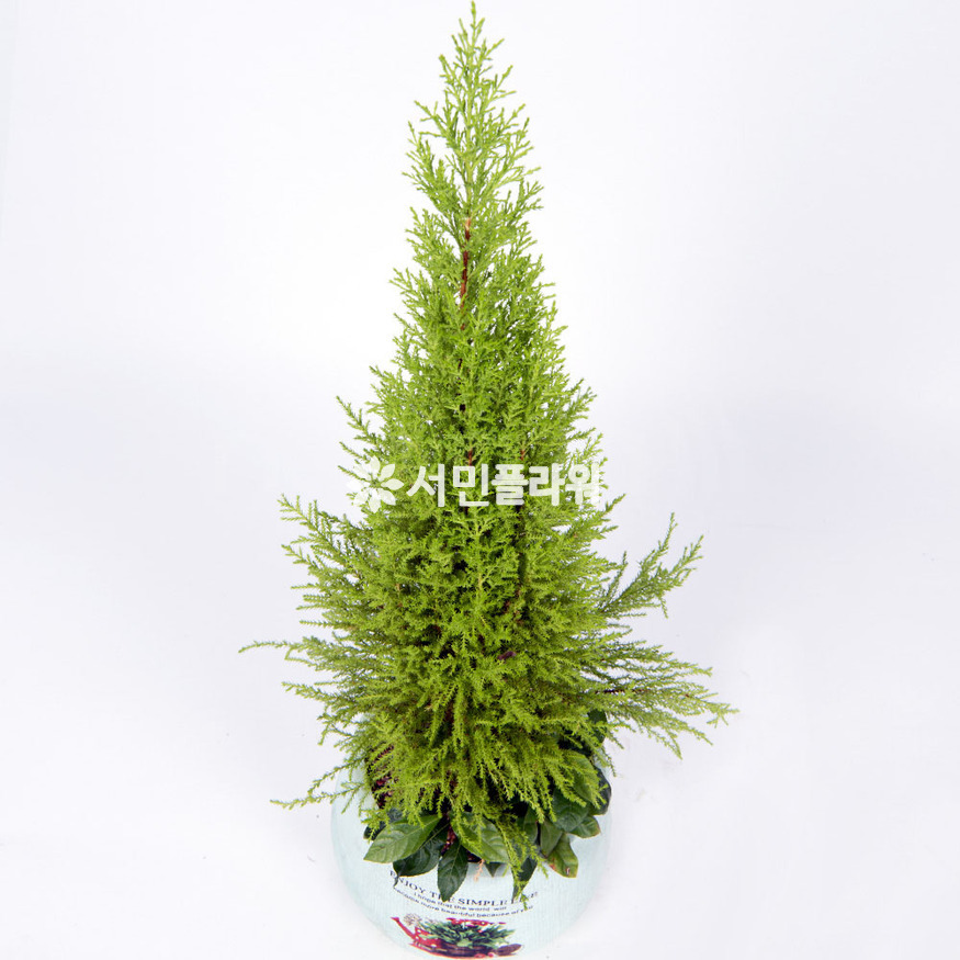 상세이미지