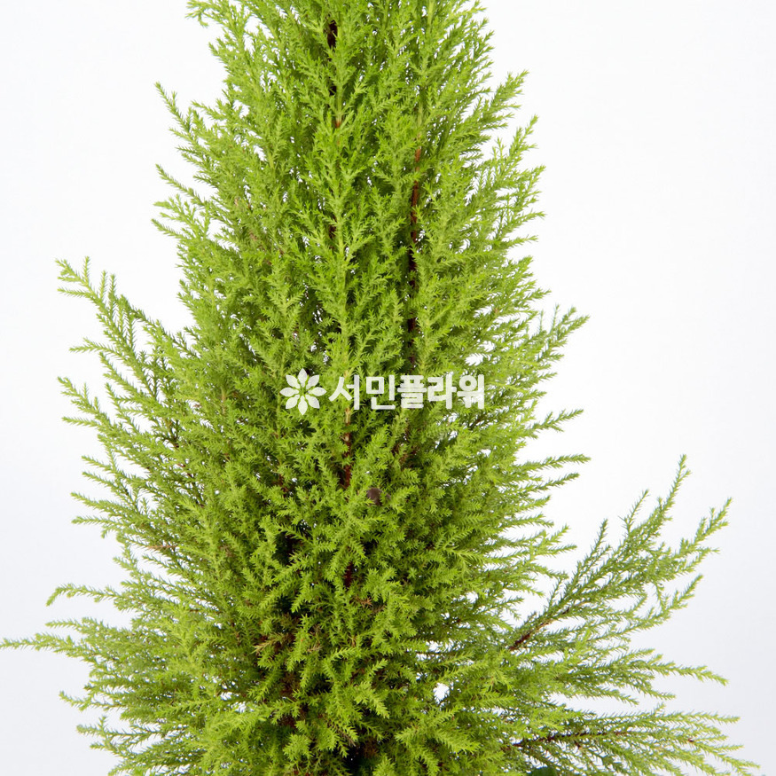 상세이미지