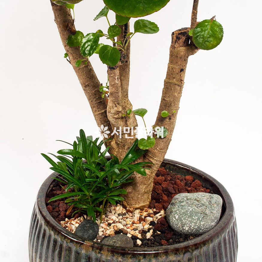 상세이미지