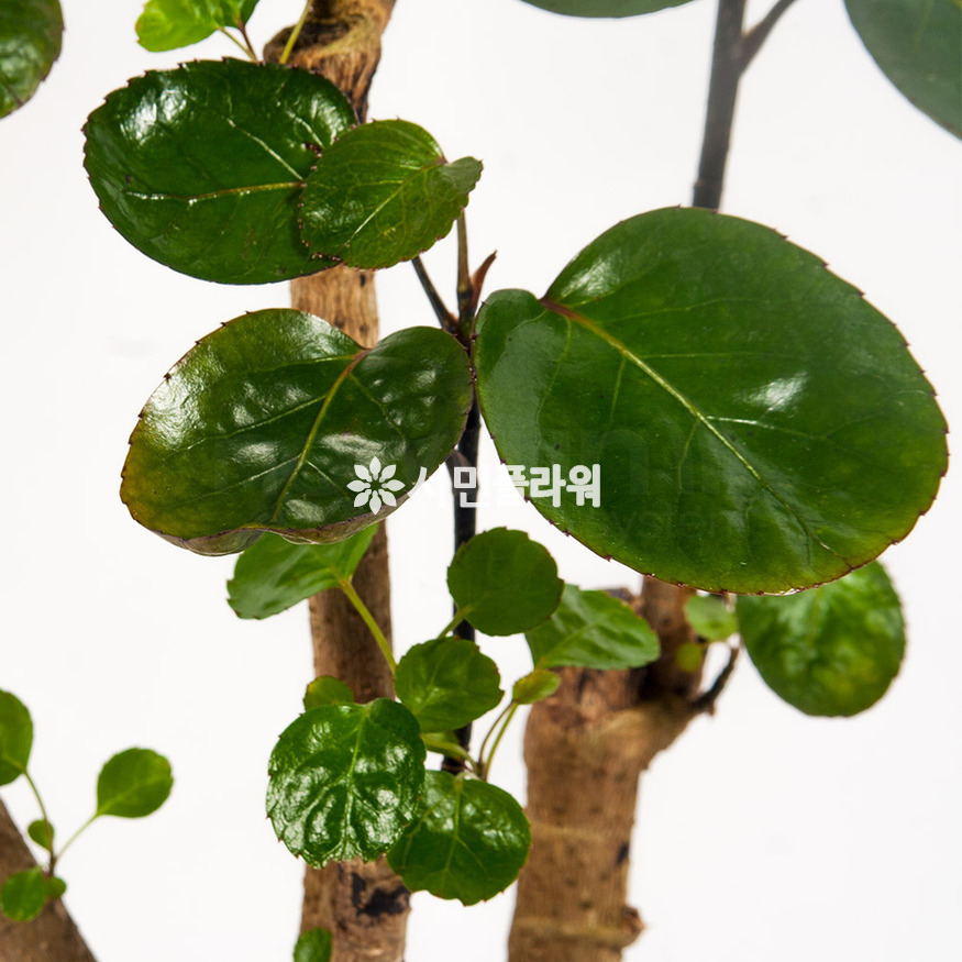 상세이미지