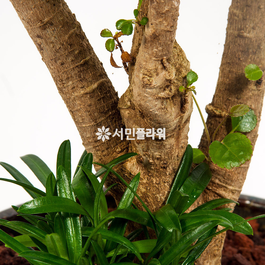 상세이미지