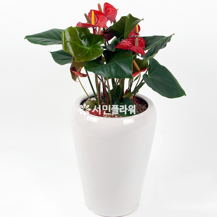 상세이미지