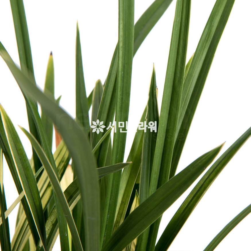 상세이미지