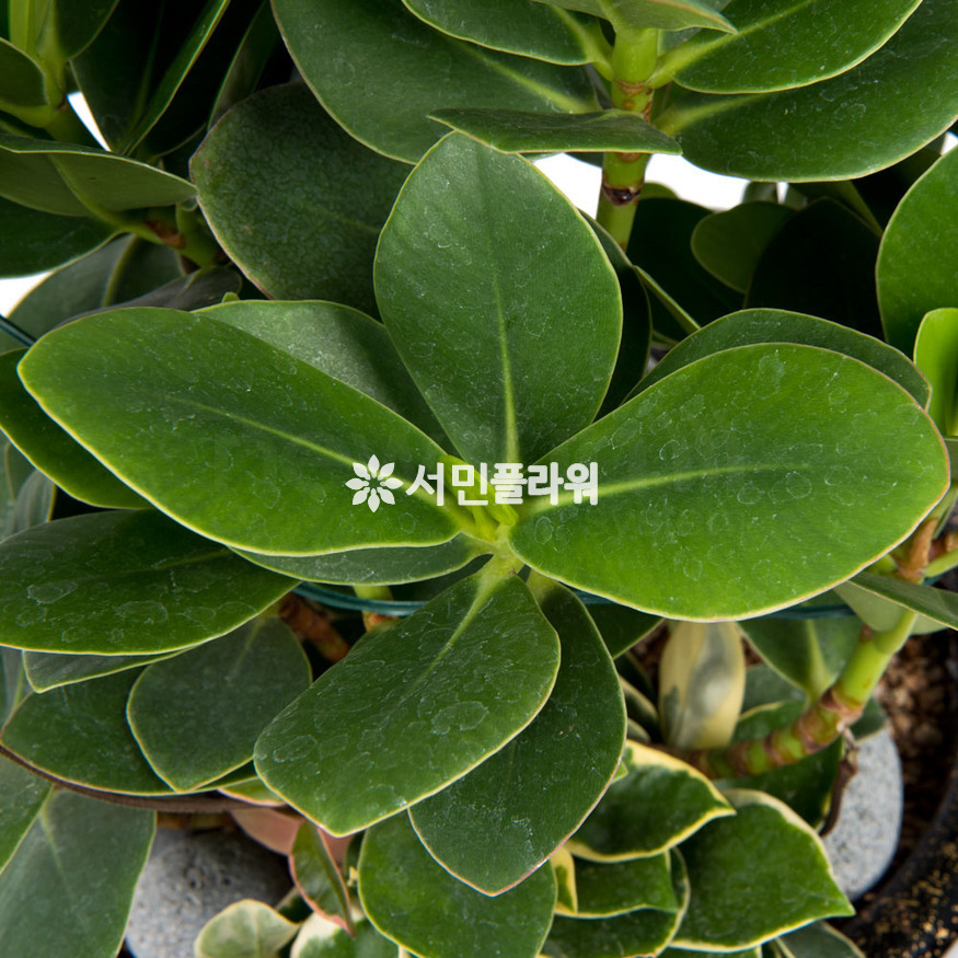 상세이미지