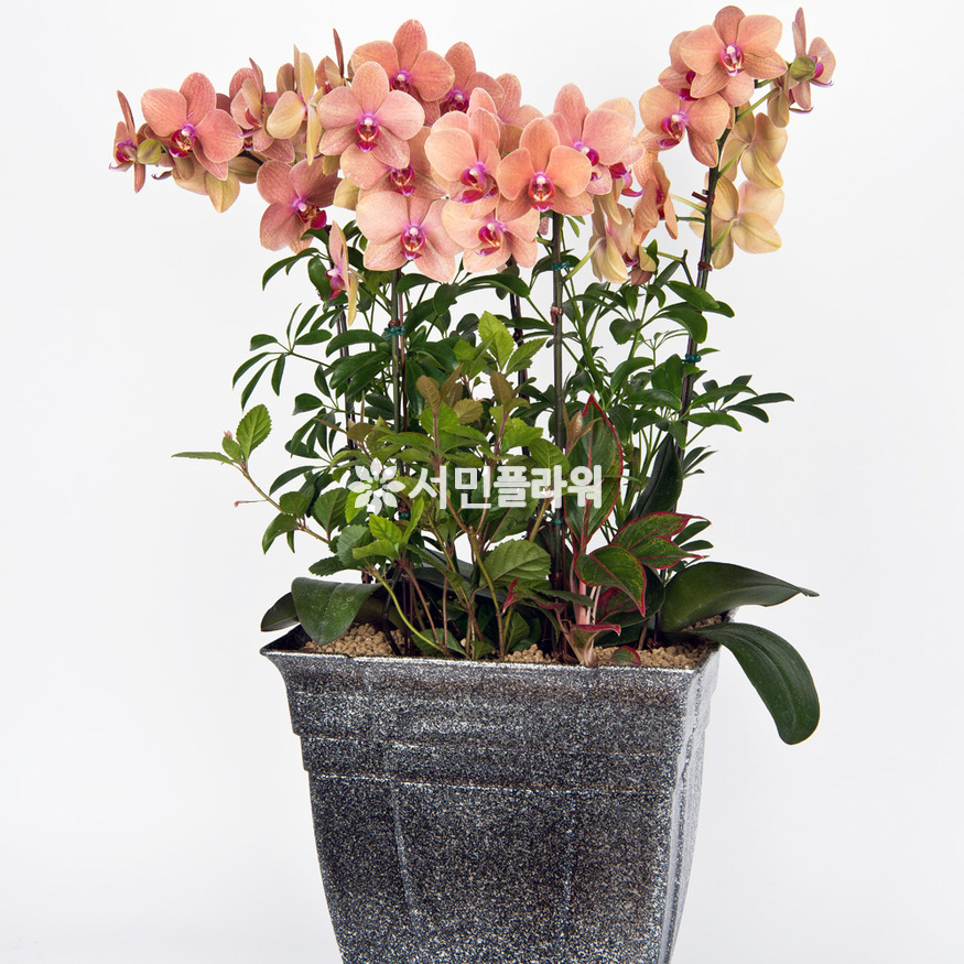상세이미지