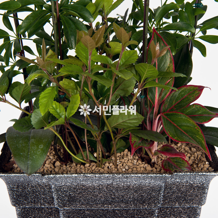상세이미지