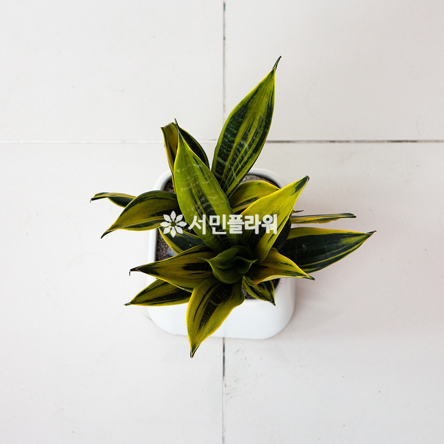 상세이미지