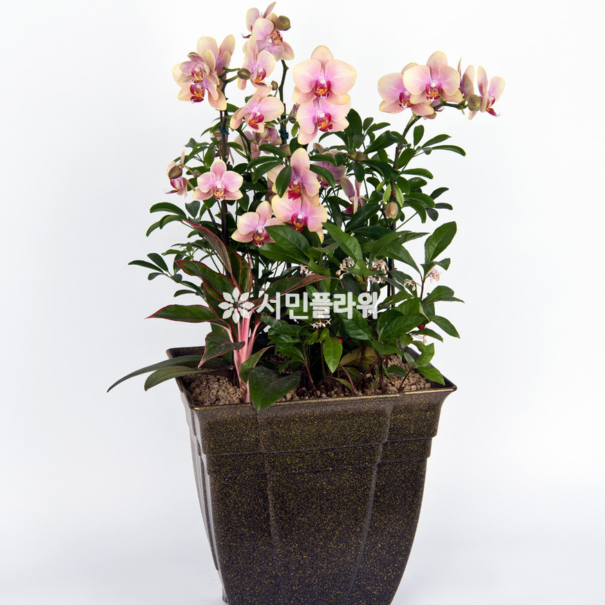 상세이미지