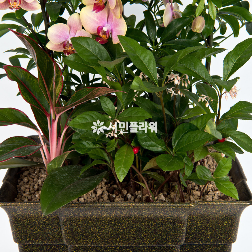 상세이미지