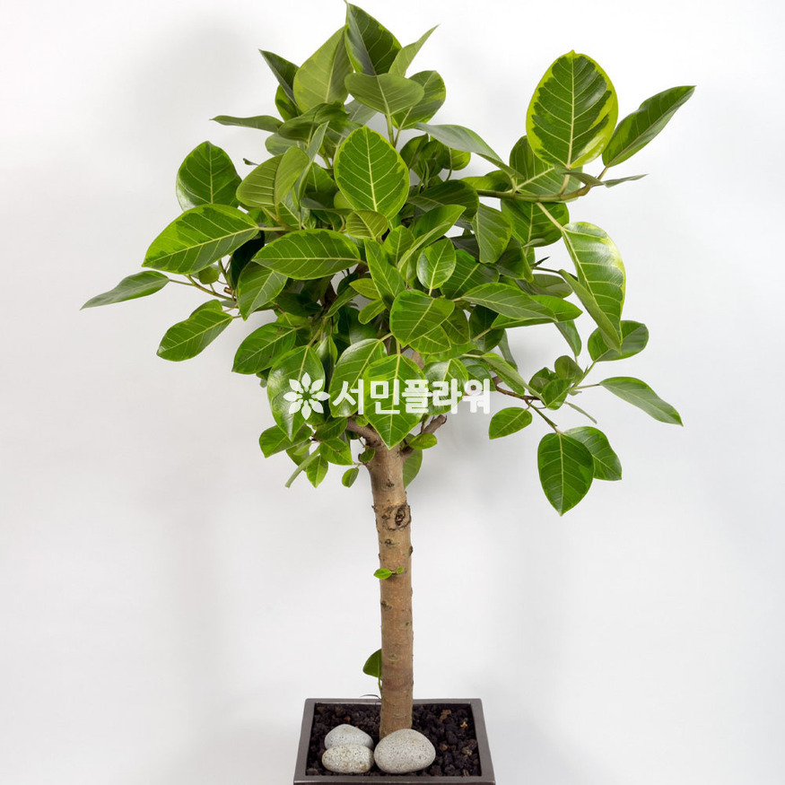 상세이미지
