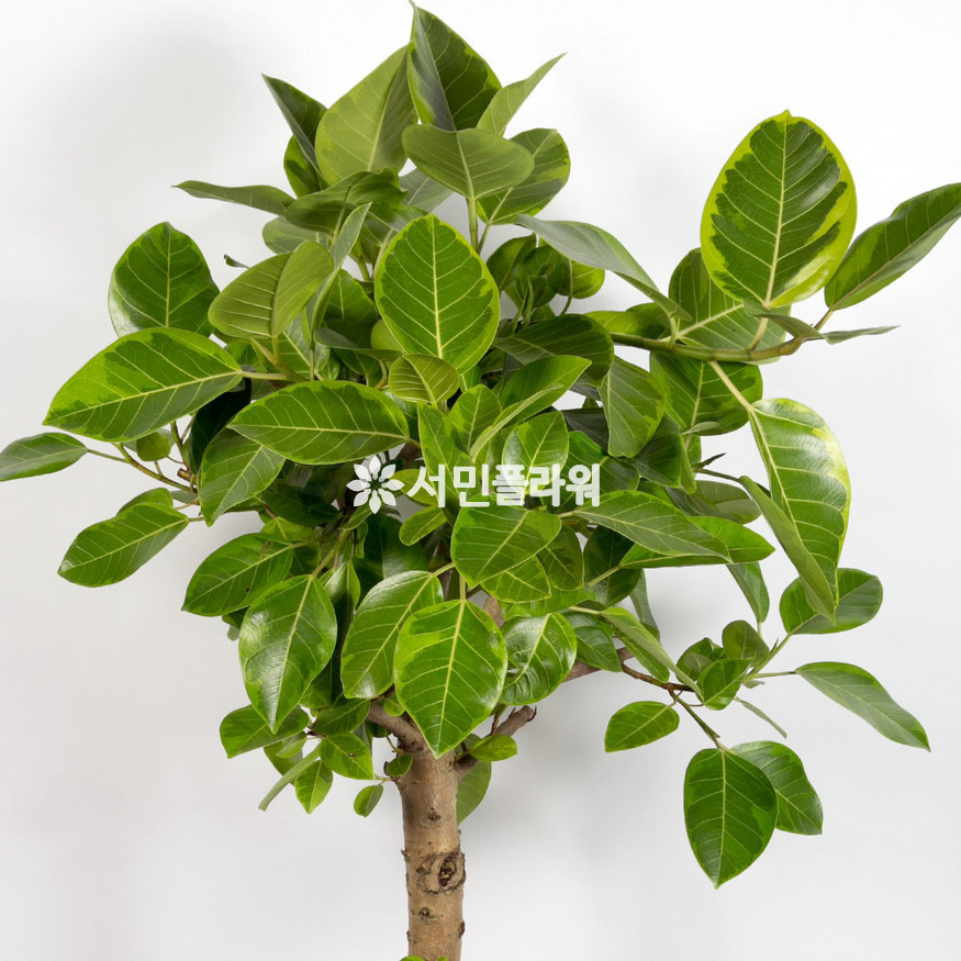 상세이미지