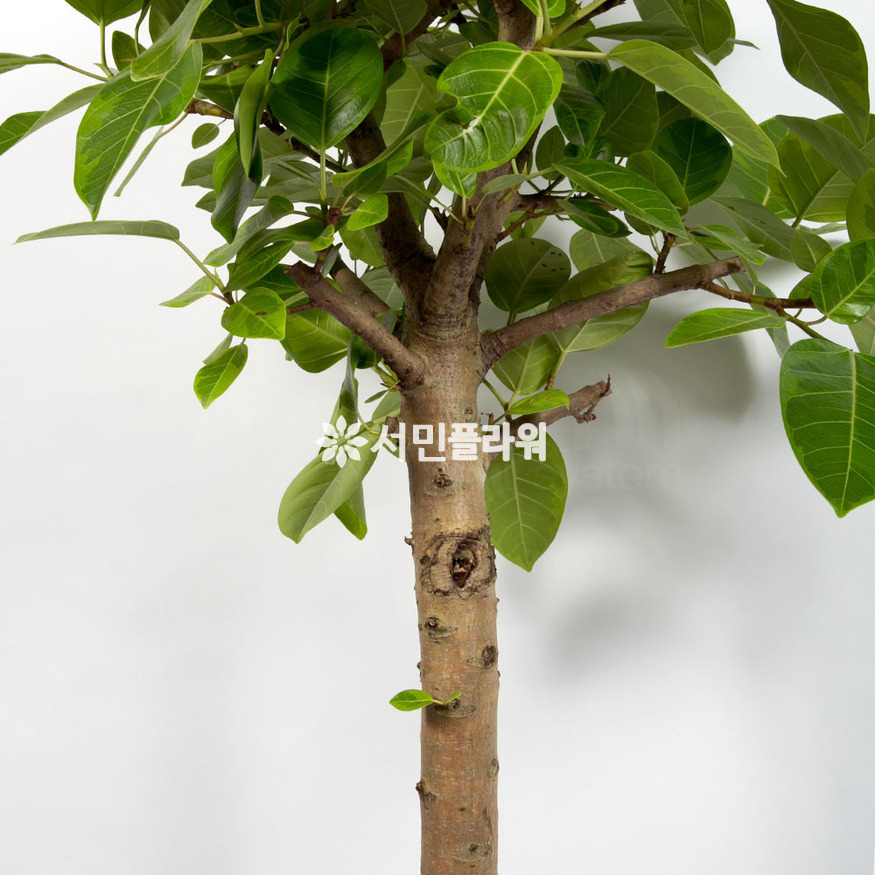 상세이미지