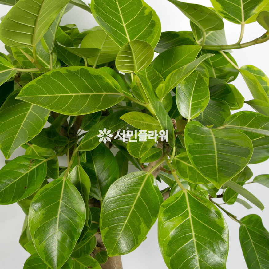 상세이미지