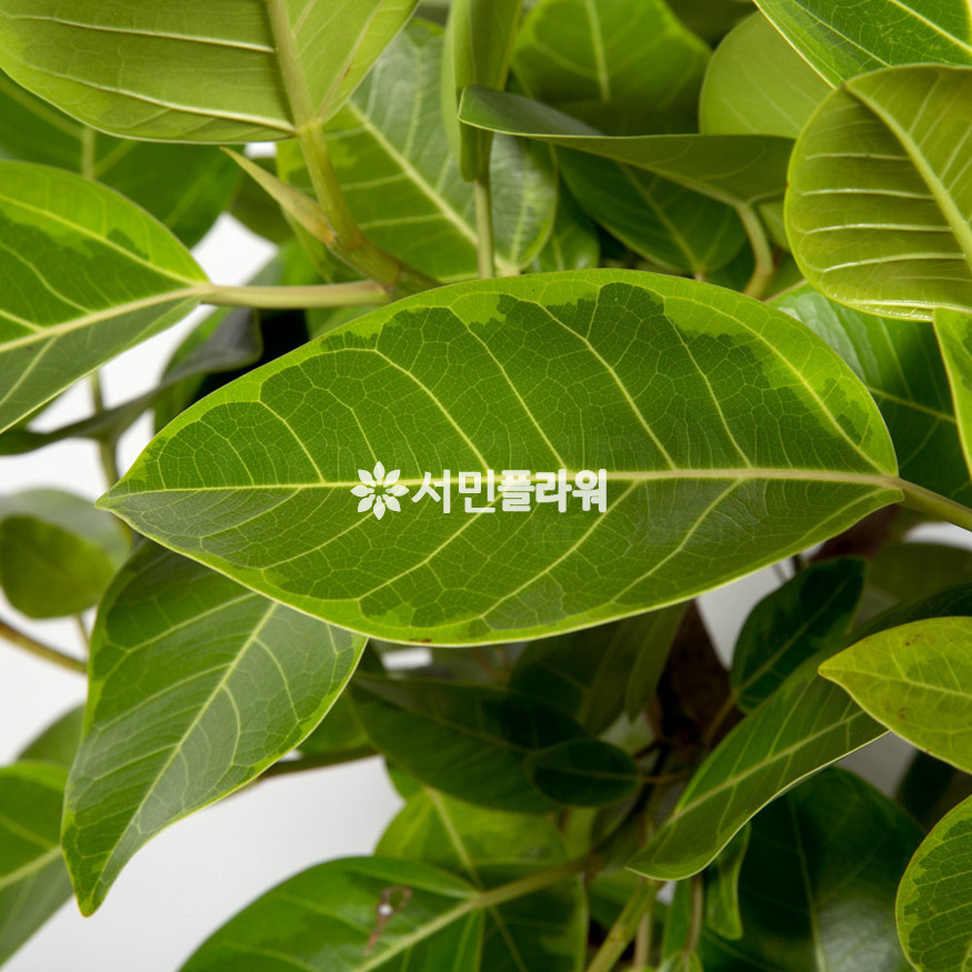 상세이미지