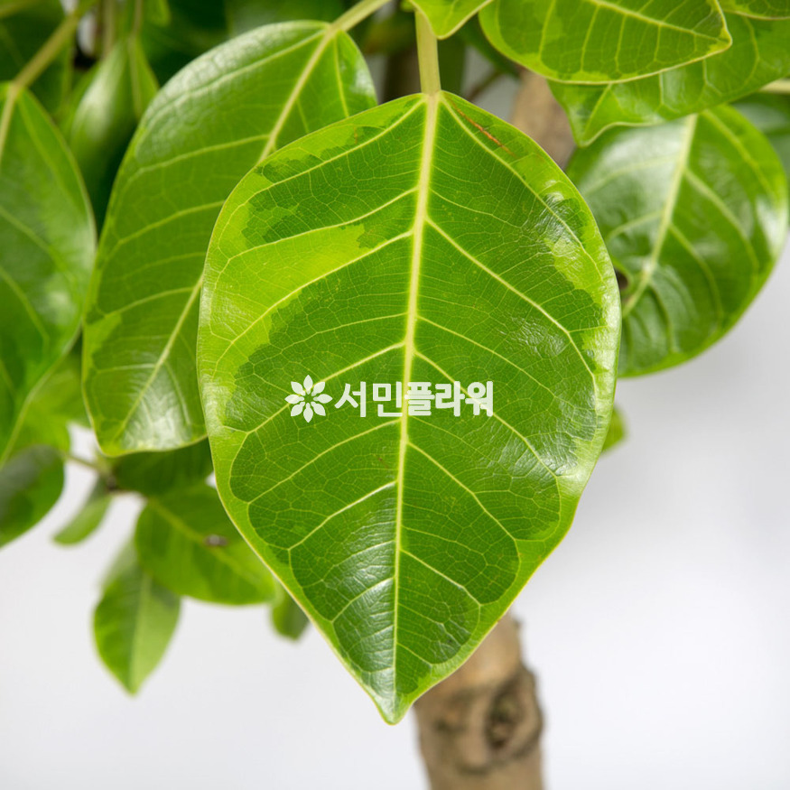 상세이미지