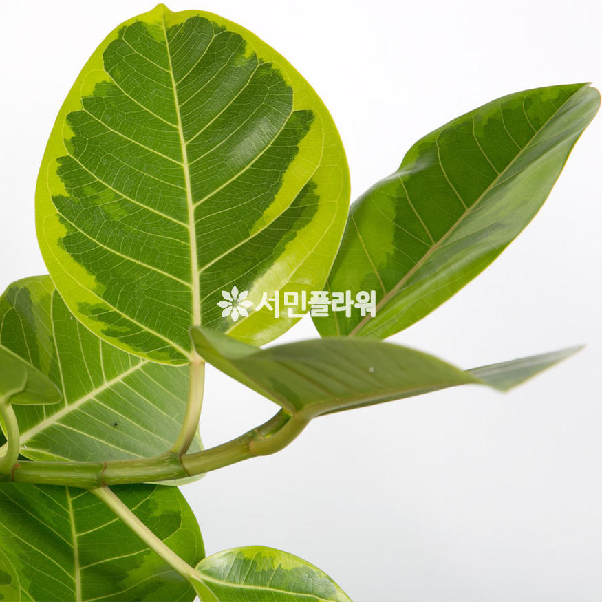 상세이미지