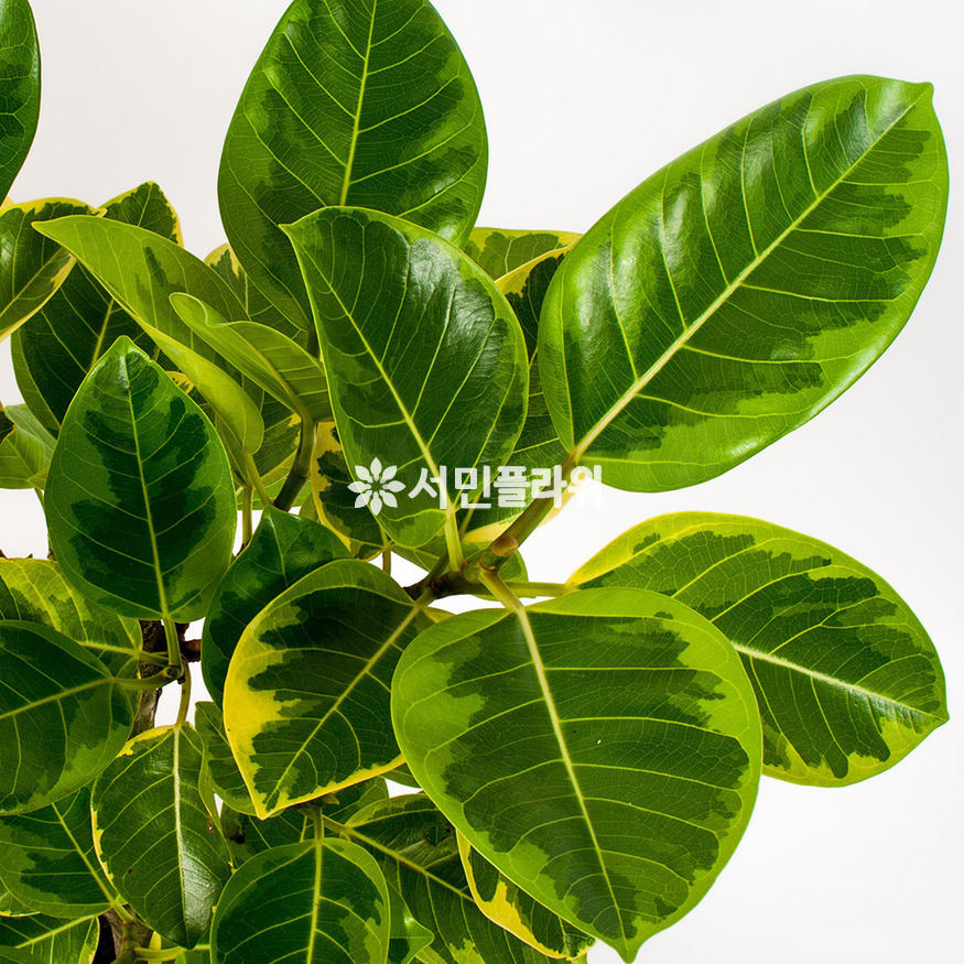 상세이미지