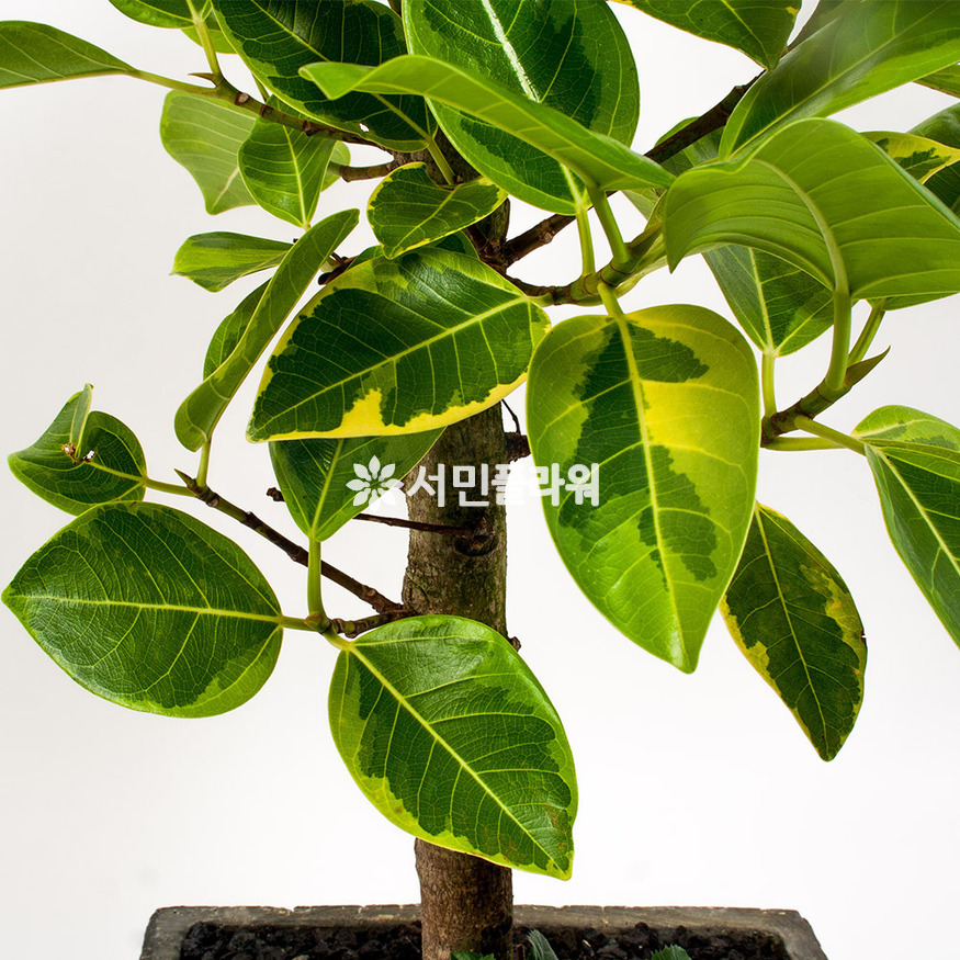 상세이미지