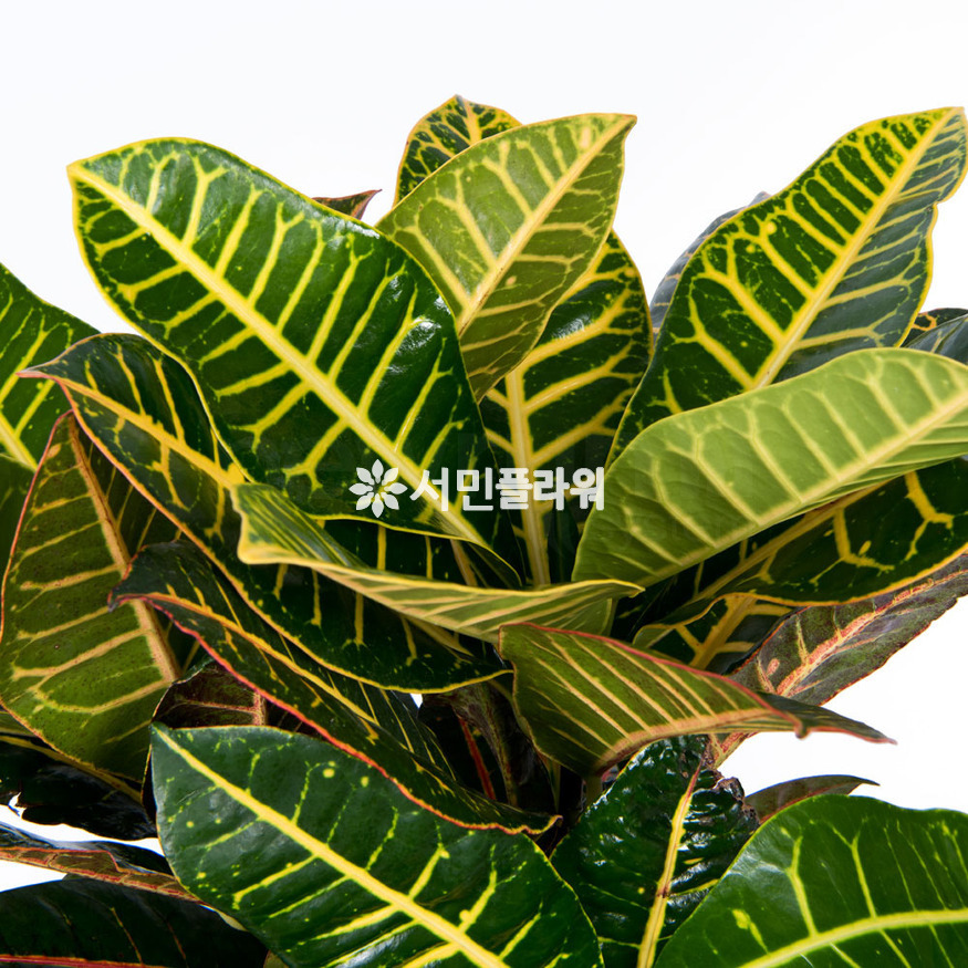 상세이미지
