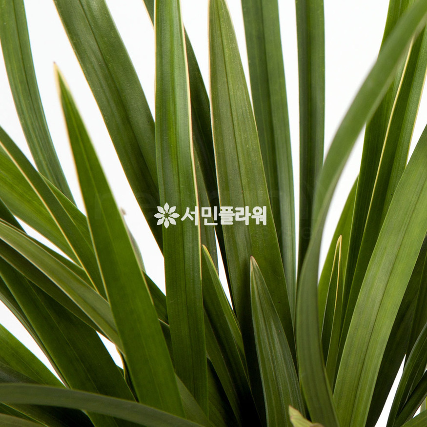 상세이미지