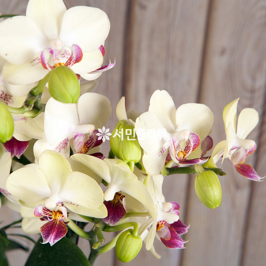 상세이미지