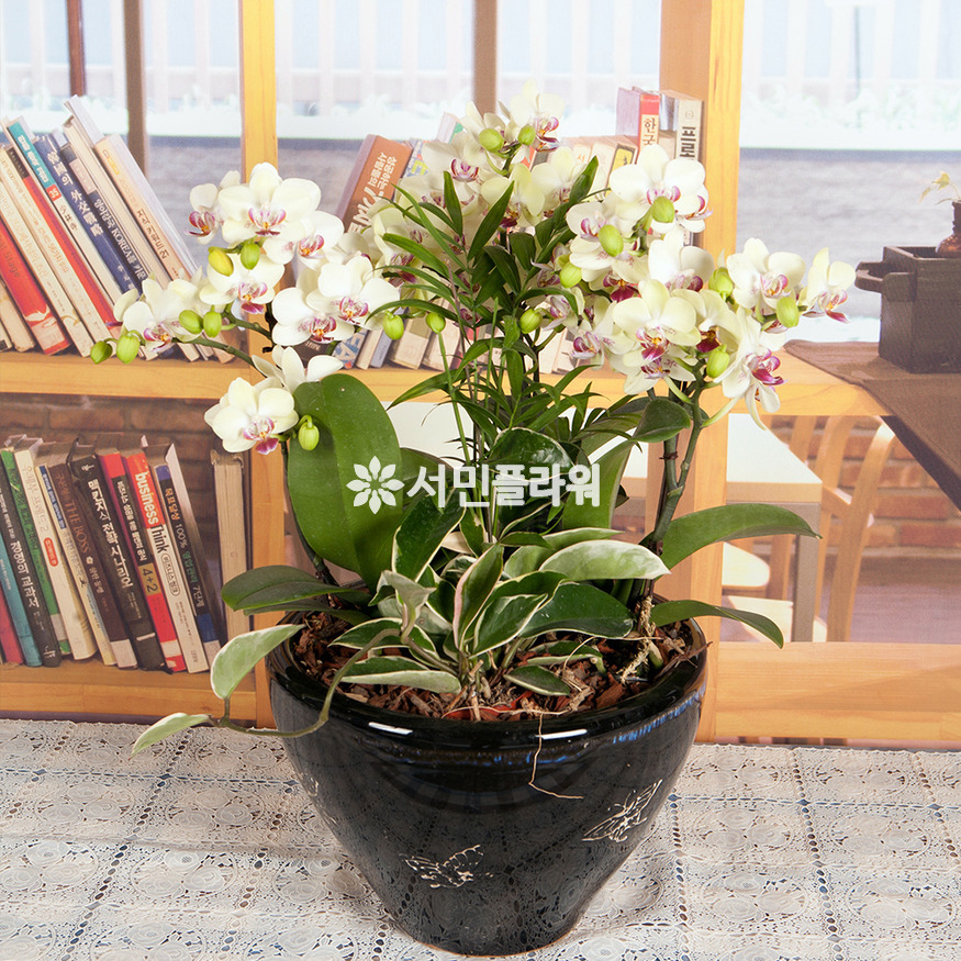 상세이미지