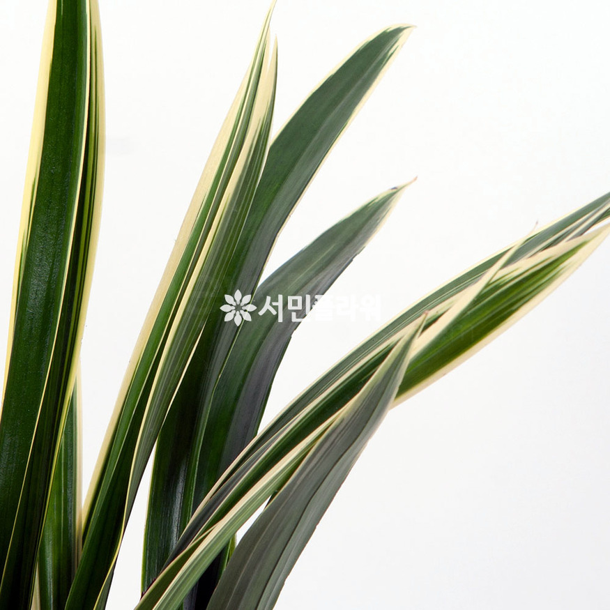 상세이미지