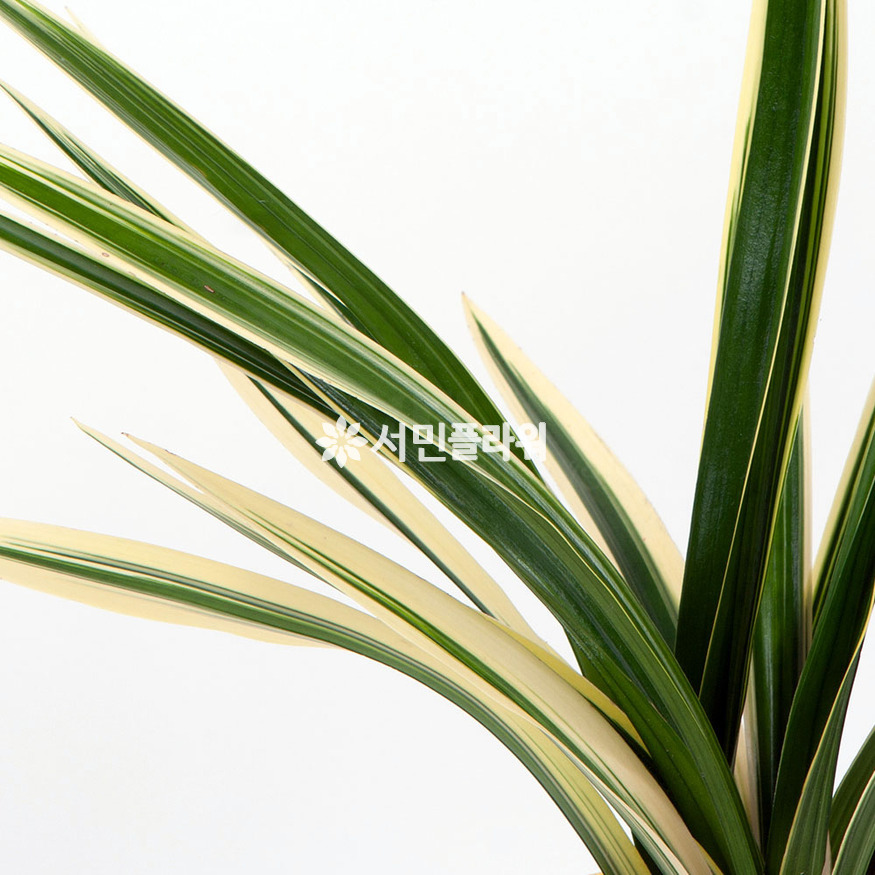 상세이미지