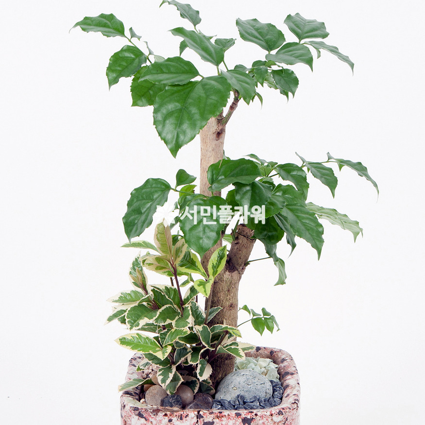상세이미지
