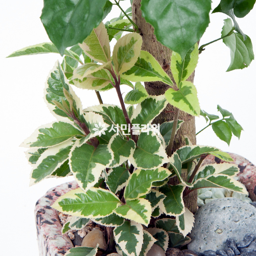 상세이미지