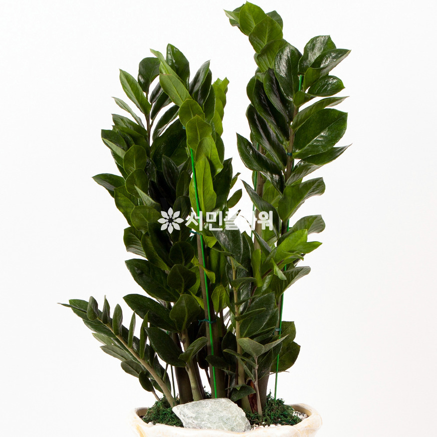 상세이미지